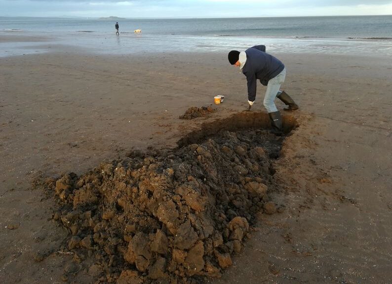 digging lugworm image