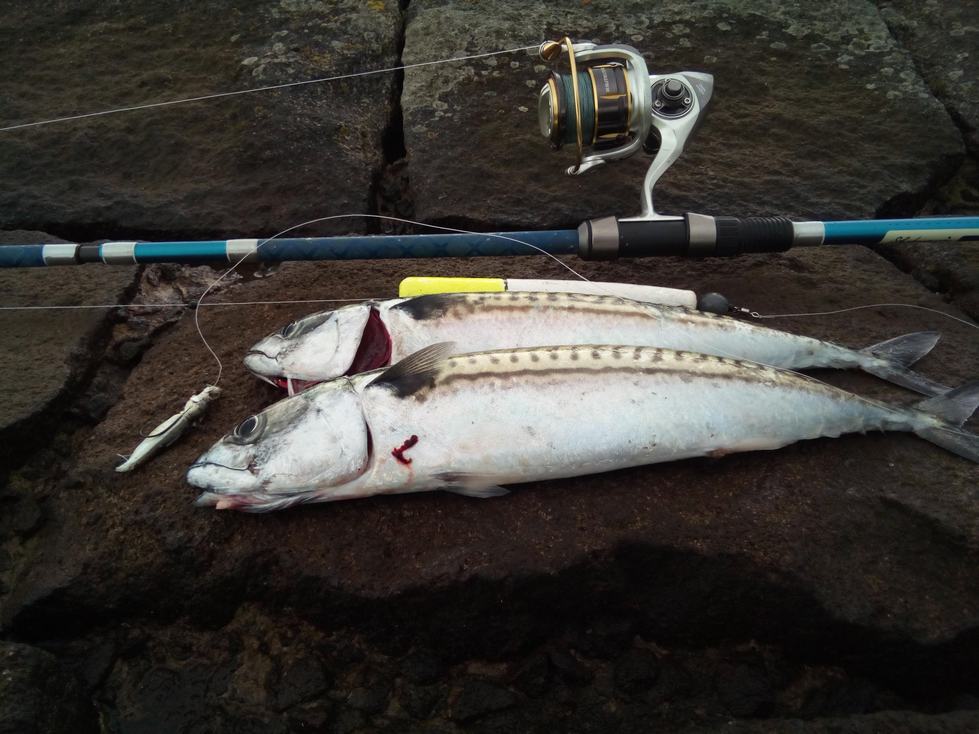 https://cannyangler.com/sea-float-fishing/2-mackerel-with-flattie-rod/