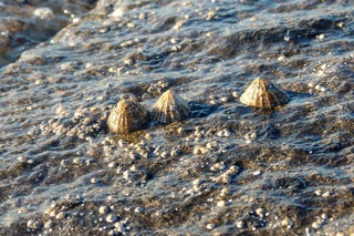 limpets image