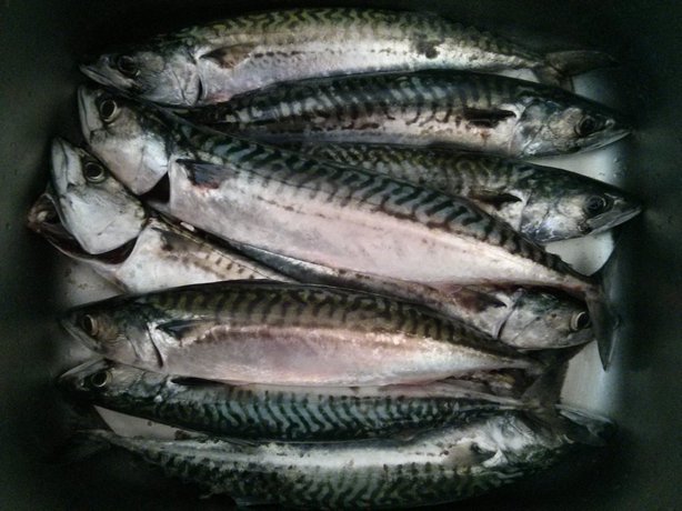 mackerel in sink image