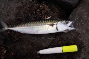mackerel and float image
