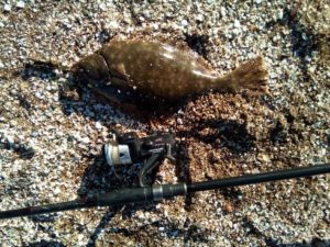 flounder with carp rod