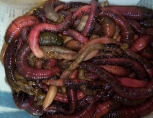 lugworms in box image