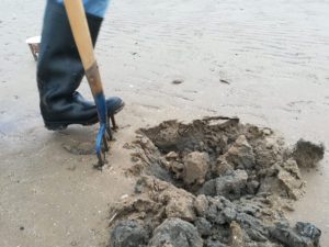 spot digging lugworm image