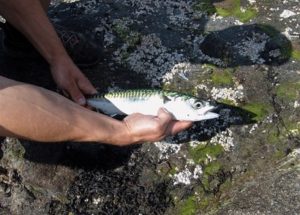 mackerel in hands image
