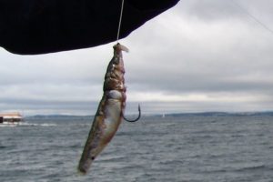 PEELER CRAB CRAB CART BLACK LUGWORM MACKEREL SQUID SEA FISHING BAIT