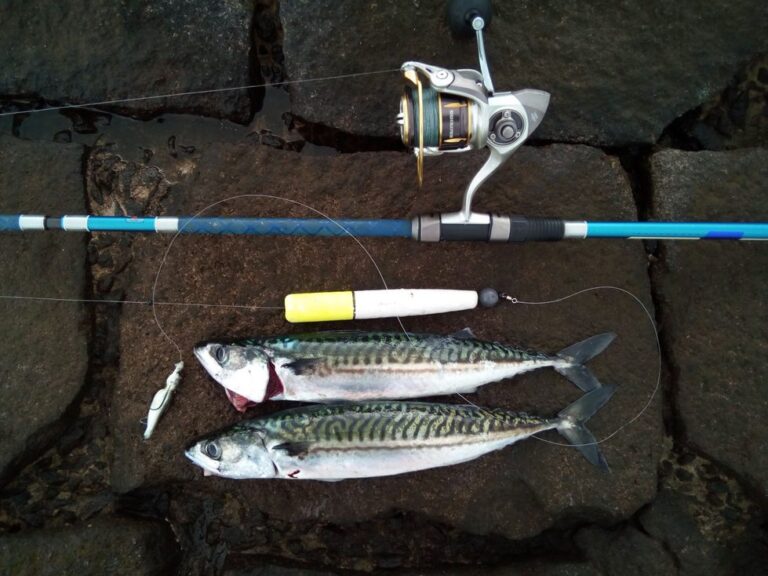 Mackerel fishing 5 ways to catch mackerel Canny Angler