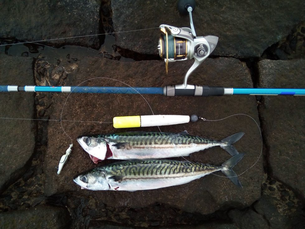 Mackerel fishing – 5 ways to catch mackerel - Canny Angler