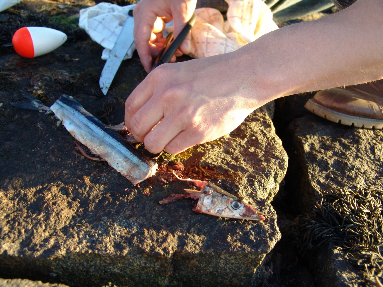 Squid as Bait  British Sea Fishing