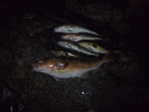 6 cod at night image