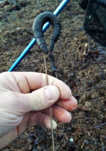 lugworm on baiting needle image
